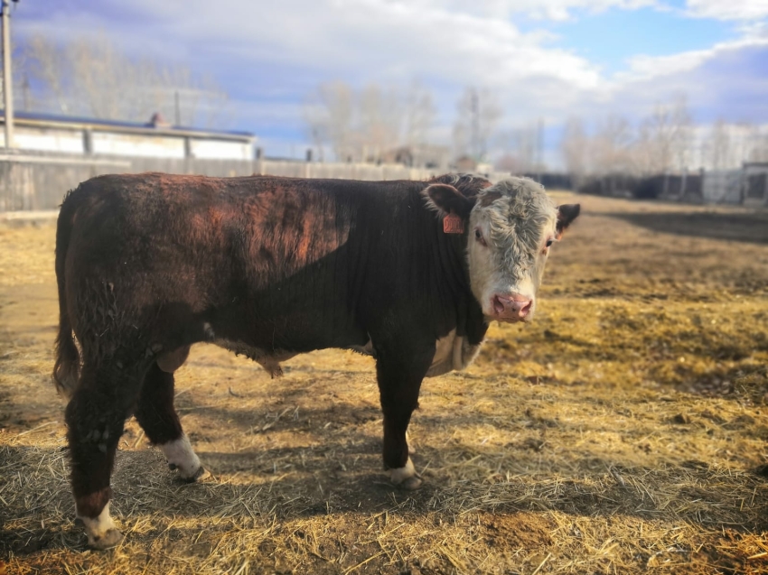 ​Свыше 20 племенных быков-производителей из Алтайского края приобрели хозяйства Забайкалья